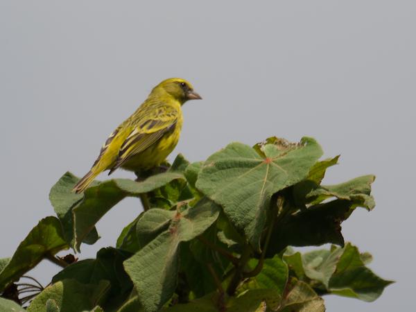 <h3><a href="/trips/tanzania/biota/animalia/chordata/aves/040 passeriformes/121 fringillidae/crithagra citrinelloides/crithagra citrinelloides-nl.html">Crithagra&nbsp;citrinelloides</a> / African&nbsp;citril / Dunbekkanarie</h3>OM-1 Mark II met M.300mm F4.0 + MC-14, 1/2000 sec  bij F5.6, ISO 320, afstand 29.0&nbsp;m